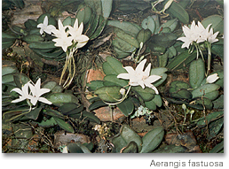 01- Aerangis fastuosa